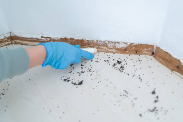 Trusted Cameron, WI Pest Control Experts